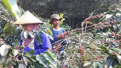 Coffee farmers of the Sumber Makmur Abadi Agroforestry Farmers Group on the slopes of Mount Arjuno in Pasuruan, East Java.
Special Photo
