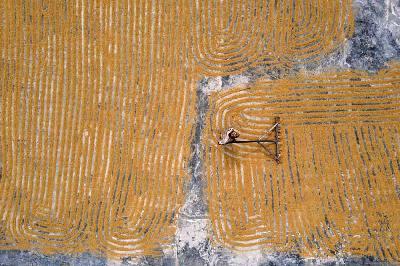 Petani menjemur padi di Desa Potoya Kabupaten Sigi, Sulawesi Tengah, 13 September 2022. ANTARA/Mohamad Hamzah