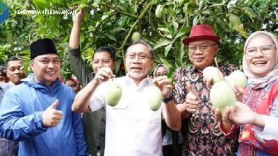 Menteri Perdagangan Zulkifli Hasan memanen mangga dan melepas ekspor perdana mangga Indramayu di Desa Mangunjaya, Indramayu, Jawa Barat pada Kamis, 13 Oktober 2022.