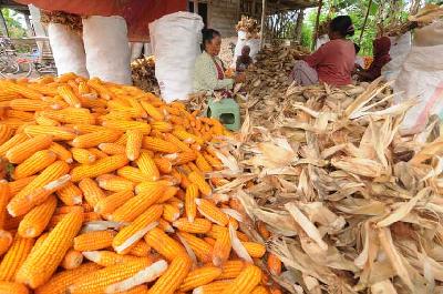Hasil panen petani jagung di Bengking, Jatinom, Klaten, Jawa Tengah, 11 Oktober 2022. ANTARA/Aloysius Jarot Nugroho
