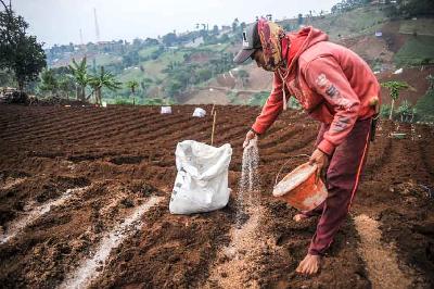 Petani menabur pupuk saat musim tanam kentang di lahan pertanian di Cimenyan, Kabupaten Bandung, Jawa Barat, 11 Oktober 2022. ANTARA/Raisan Al Farisi