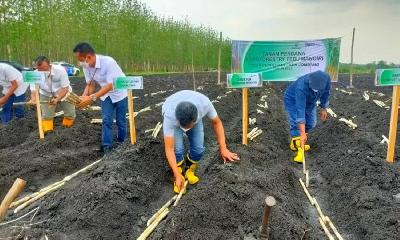 Proses penanaman tebu oleh Perum Perhutani di  Kesatuan Pemangkuan Hutan Jombang, Jawa Timur, pada 3 November 2021. ANTARA/HO-Perhutani