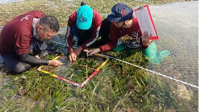 Monitoring the condition of seagrass ecosystem in the waters of Ledeunu village, Sabu Raijua Regency, East Nusa Tenggara, November 2020.
kkp.go.id
