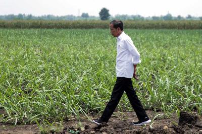 Presiden Joko Widodo mengamati kebun tebu Temugiring PTPN X Batankrajan,  Gedeg, Mojokerto, Jawa Timur, 4 November 2022. ANTARA/Umarul Faruq
