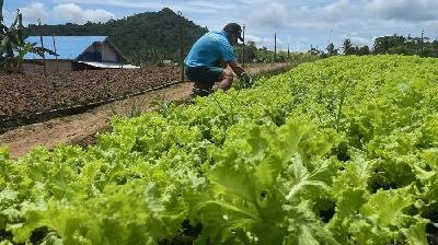 Legimin, Ketua RT 9 Desa Sumbersari, Kecamatan Loa Kulu, Kutai Kartanegara, di kebun selada/TEMPO/Linda Trianita
