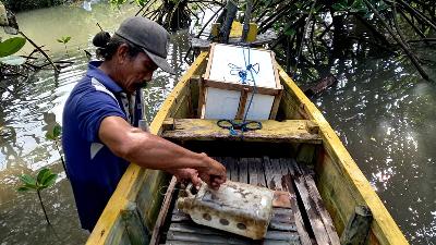 Petani di Banyuwangi, Jawa Timur, melakukan usaha pembesaran kepiting. (foto: Arupa)