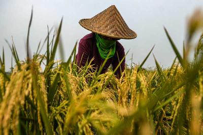 Petani memanen dan menggiling padi di Babelan Kabupaten Bekasi, Jawa Barat, 11 Oktober 2021. Tempo/Tony Hartawan