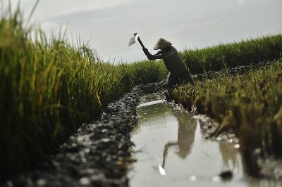 Seorang petani mempersiapkan penanaman bibit padi di lahan pertanian, desa Nglaban, Kabupaten Nganjuk, Jawa Timur, 22 Maret 2021. TEMPO/Imam Sukamto