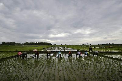 Petani melakukan penanaman bibit padi pada musim tanam di lahan persawahan desa Putukrejo, Nganjuk, Jawa Timur, 27 Desember 2022. TEMPO/Imam Sukamto