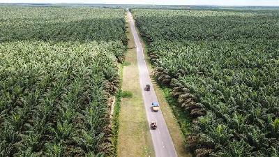Foto udara kendaraan melintas di areal perkebunan sawit milik salah satu perusahaan di Pangkalan Banteng, Kotawaringin Barat, Kalimantan Tengah, 7 November 2022. ANTARA/Makna Zaezar