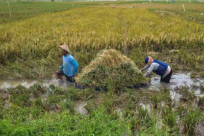 Petani dari Kelompok Tani Maju Bersama memanen padi di tengah banjir di Rorotan, Jakarta, 3 Januari 2022. Tempo/Tony Hartawan