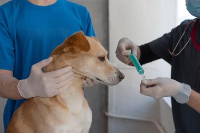 Ilustrasi riset pegobatan kanker menggunakan parasit ini ditemukan pada anjing. PEXELS