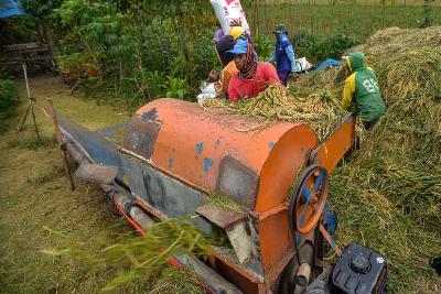 Petani menggiling padi di pinggiran sawah di Rorotan, Jakarta, 3 Januari 2022. Tempo/Tony Hartawan