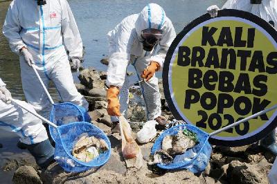 Brigade Evakuasi Popok memungut limbah popok bayi di Sungai Brantas, Kota Mojokerto, Jawa Timur. Tempo/Ishomuddin