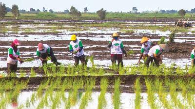 Petani menanam padi di lokasi lumbung pangan (food estate) di Kabupaten Kapuas, Kalimantan Tengah/ANTARA