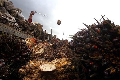 Pekerja memuat tandan buah segar (TBS) kelapa sawit ke dalam perahu bermesin di perkebunan kelapa sawit, Kecamatan Candi Laras Selatan, Kabupaten Tapin, Kalimantan Selatan, 20 Januari 2022. ANTARA/Bayu Pratama S