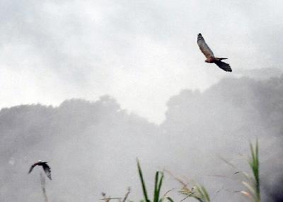 Dua ekor burung Elang Jawa (Nisaetus bartelsi) terbang saat pelepasliaran di kaki Gunung Gede Pangrango, Taman Safari Indonesia, Cisarua, Kabupaten Bogor, Jawa Barat, 30 Januari 2023. ANTARA/Arif Firmansyah