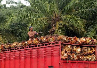 Pekerja menata tandan buah segar (TBS) kelapa sawit hasil panen di Wilayah Tikke, Mamuju Utara, Sulawesi Barat. Dokumentasi TEMPO/Fahmi Ali