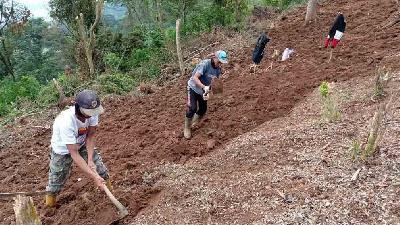 Para penggarap lahan Desa Batulawang sedang menyiapkan lahan untuk menanam holtikultura di Cipanas, Cianjur, Jawa Barat, 17 Januari 2023. TEMPO/Avit Hidayat