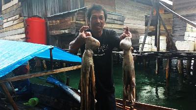 Tangkapan gurita kelompok nelayan Sipakullong, Desa Torosiaje, Kabupaten Pohuwato, Provinsi Gorontalo, setelah buka tutup dilaksanakan/Japesda Gorontalo