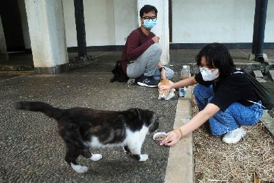 Penggiat Unpad Street Feeding Animal Friend, Lazuardyas Zhafran Ligardi danTere Melanie, memberi makan kucing jalanan di Universitas Padjadjaran, Jatinangor, Sumedang, Jawa Barat, 8 Februari 2023. TEMPO/Prima Mulia