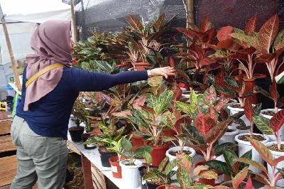 Pengunjung memilih dan membeli tanaman hias di Floraction, Taman Lapangan Banteng, Jakarta, 17 Februari 2023. Tempo/Indra Wijaya
