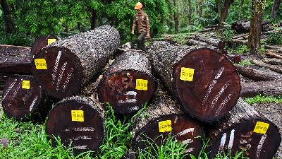 A timber testing technical staff member is at a stockpiling site to measure the quality of teak and mahogany logs at Emplak village, Pangandaran Regency, West Java, October 25, 2020. 
ANTARA/Adeng Bustomi/File Photo
