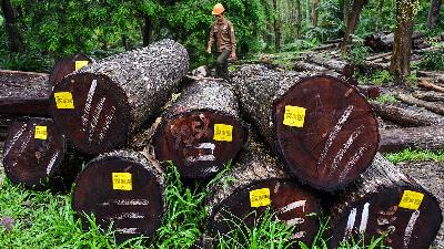 A timber testing technical staff member is at a stockpiling site to measure the quality of teak and mahogany logs at Emplak village, Pangandaran Regency, West Java, October 25, 2020. 
ANTARA/Adeng Bustomi/File Photo
