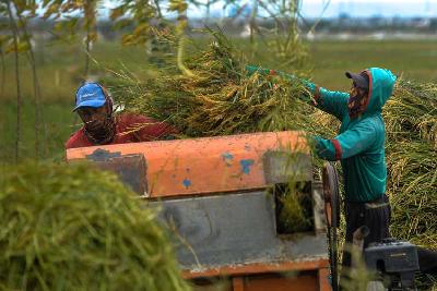Petani dari Kelompok Tani Maju Bersama menggiling padi di Rorotan, Jakarta, 3 Januari 2023. Tempo/Tony Hartawan