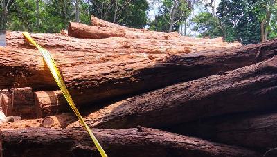 Barang bukti kayu sonokeling yang diduga ilegal di sebuah perusahaan kayu berinisial CV AJ di Magelang, Jawa Tengah/Istimewa