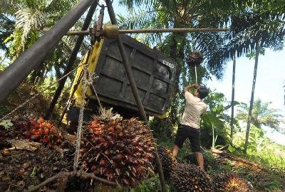 Pekerja memuat Tandan Buah Segar (TBS) kelapa sawit ke atas truk di salah satu kebun petani di Kota Bengkulu, Provinsi Bengkulu, 17 Februari 2023. ANTARA/Muhammad Izfaldi