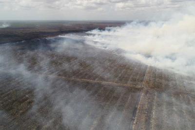 Kebakaran di lahan perkebunan sawit milik PT Kumai Sentosa di Desa Sungai Cabang, Kalimantan Tengah, 2019. ppid.menlhk.go.id