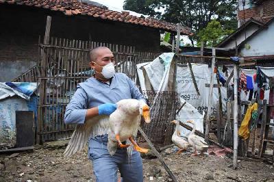 Petugas Dinas Pangan & Pertanian menangkap seekor angsa yang akan disuntik vaksin flu burung di Kelurahan Padasuka, Cimahi, Jawa Barat, 9 Maret 2023. TEMPO/Prima mulia