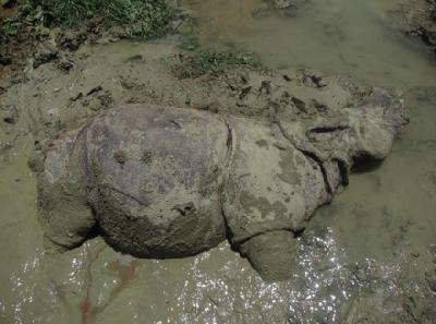 Badak jawa jantan ditemukan mati oleh Tim Rhino Health Unit (RHU) Balai Taman Nasional Ujung Kulon di Seksi Pengelolaan Taman Nasional (SPTN) II Pulau Handeuleum, 21 Maret 2019. Dok. KLHK