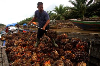 Pekerja memuat tandan buah segar (TBS) kelapa sawit ke dalam perahu bermesin di perkebunan kelapa sawit, Kecamatan Candi Laras Selatan, Kabupaten Tapin, Kalimantan Selatan, 20 Januari 2023. ANTARA/Bayu Pratama S