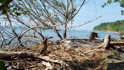 Illegal sand mining operation is believed to have damaged the vegetation at the Tanjung Pinang tourist site in Morotai Island Regency, North Maluku, January 17. 
Tempo/Budhy Nurgianto
