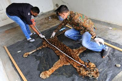 Petugas Balai Konservasi Sumber Daya Alam (BKSDA) Aceh mengukur barang bukti kulit harimau Sumatera (Panthera tigris sumatrae) hasil sitaan di Kantor Balai Pengamanan dan Penegakkan Hukum Lingkungan hidup dan Kehutanan Wilayah Sumatera Seksi 1, Aceh, 27 Mei 2022. ANTARA/Syifa Yulinnas