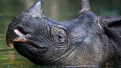 Badak Jawa di Taman Nasional Ujung Kulon/Stephen Belcher/Dok. Balai Taman Nasional Ujung Kulon via International Rhino Foundation