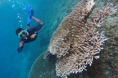 Ilustrasi terumbu karang di Distrik Misool, Kabupaten Raja Ampat, Papua Barat. Dokumentasi TEMPO/STR/Hariandi Hafid