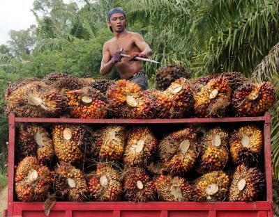 Tandan buah segar (TBS) kelapa sawit di Wilayah Tikke, Mamuju Utara, Sulawesi Barat, 2016. Dokumentasi TEMPO/STR/Fahmi Ali