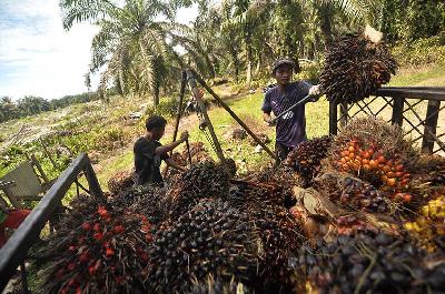 Pekerja mengangkut Tandan Buah Segar (TBS) kelapa sawit ke atas mobil di Kota Bengkulu, Provinsi Bengkulu, 27 Maret 2023. ANTARA/Muhammad Izfaldi