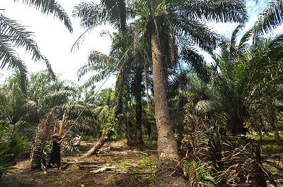 Pekerja melakukan proses peremajaan kelapa sawit di Kota Bengkulu, Provinsi Bengkulu, 27 Maret 2023.  ANTARA/Muhammad Izfaldi