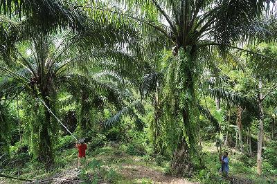 Pekerja memanen tandan buah segar kelapa sawit saat panen di Desa Jalin, Kecamatan Kota Jantho, Kabupaten Aceh Besar, Aceh. ANTARA/Syifa Yulinnas