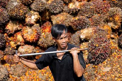 Pekerja memuat tandan buah segar kelapa sawit untuk diangkut dari lokasi pengumpul ke pabrik CPO di Pekanbaru, Riau. REUTERS/Willy Kurniawan