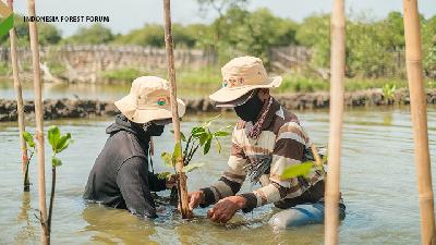  salah satu upaya BRGM merehabilitasi mangrove (Dok Foto: BRGM)