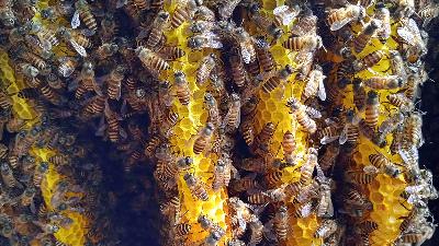 Koloni lebah madu Apis cerana di dalam kotak sarang, di Maribaya, Lembang, Jawa Barat, 21 Mei 2023/Tempo/Anwar Siswadi