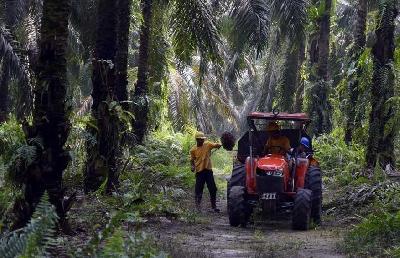 Sejumlah pekerja memanen tandan buah segar kelapa sawit di Riau, 2019. ANTARA/FB Anggoro