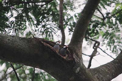 Burung Gelatik Jawa saat berada di sarangnya yang berada di sebuah pohon di Taman Margasatwa Ragunan, Jakarta, 28 Desember 2022. TEMPO/M Taufan Rengganis