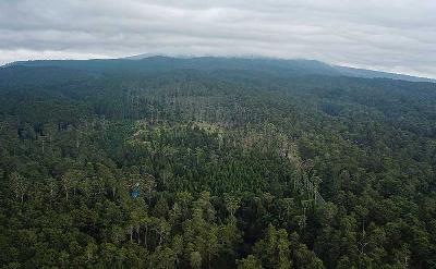 Kawasan hutan lindung Jayagiri di Lembang, Kabupaten Bandung Barat, Jawa Barat, 16 Juni 2023. ANTARA/Farisi
