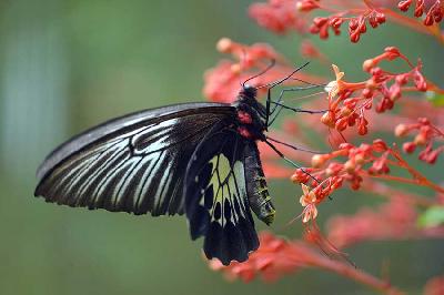 Ilustrasi kupu-kupu. TEMPO/Iqbal Lubis